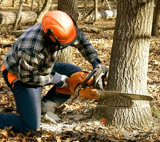 Tree Removal in Aubrey, TX